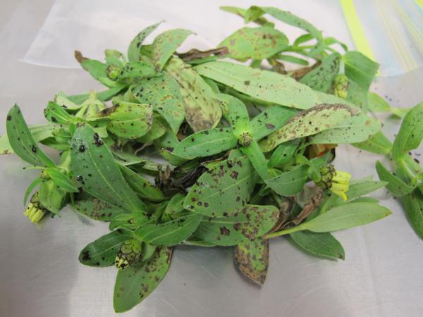 Bacteria leaf spot on zinnia